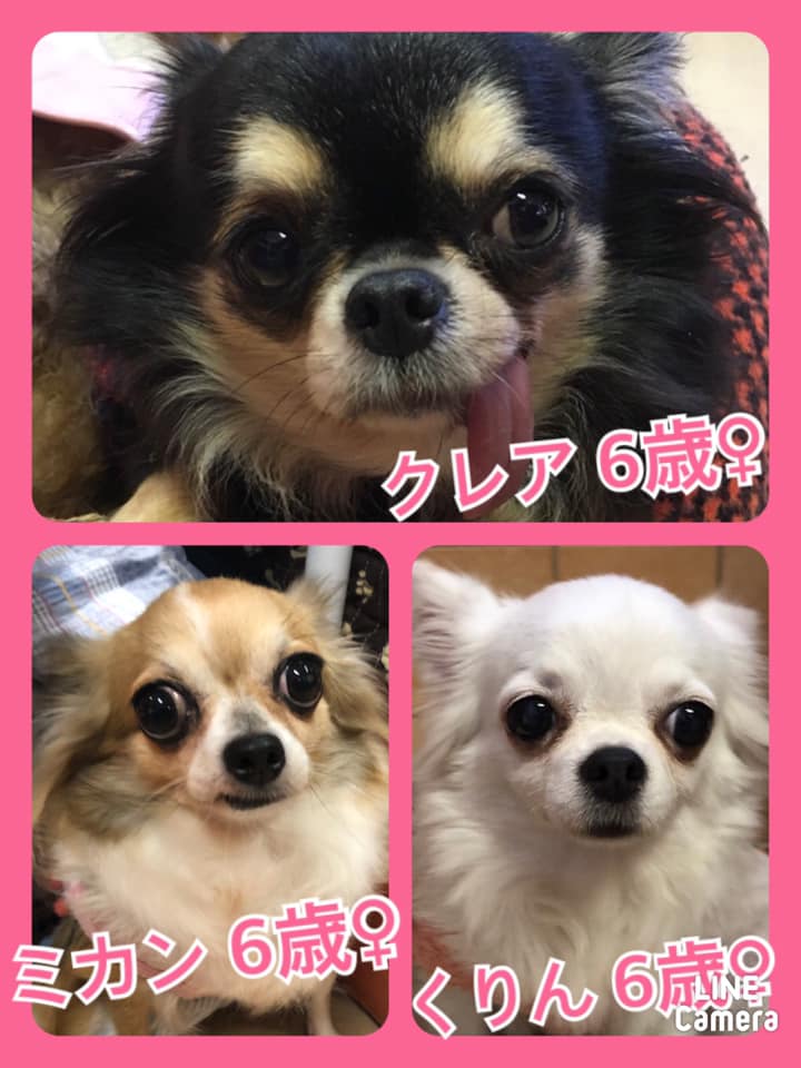 🐾今日の里親様募集中ワンコ🐶メンバーです🐾2020,11,23